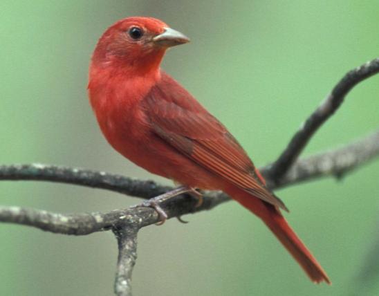 Northern cardinal missouri department of conservation