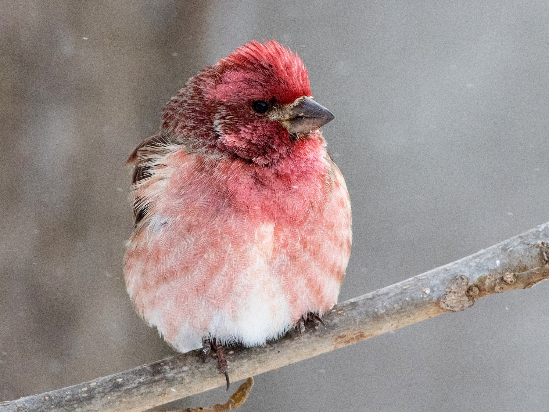 Purple finch