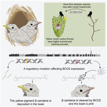 A multispecies bco beak color polymorphism in the darwins finch radiation