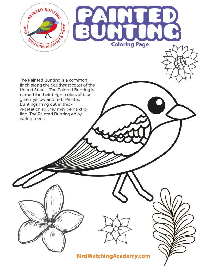 Bird coloring pages