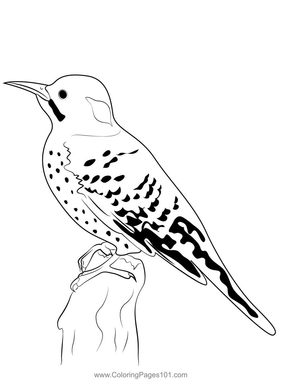 Female red shafted northern flicker colorg page northern flicker colorg pages flicker