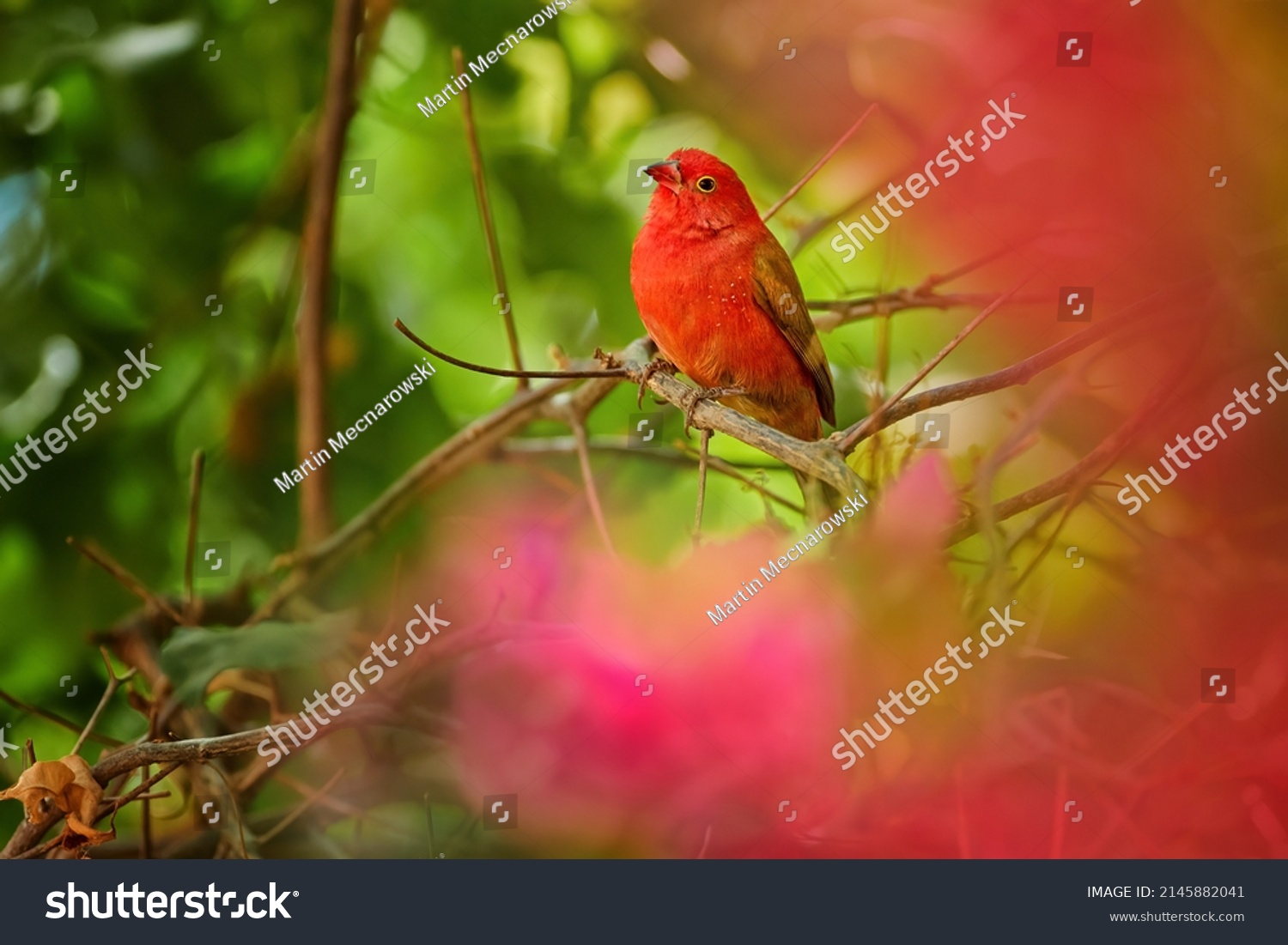 Red billed firefinch images stock photos d objects vectors