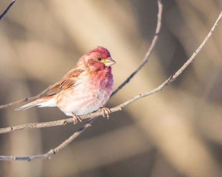 Purple finch