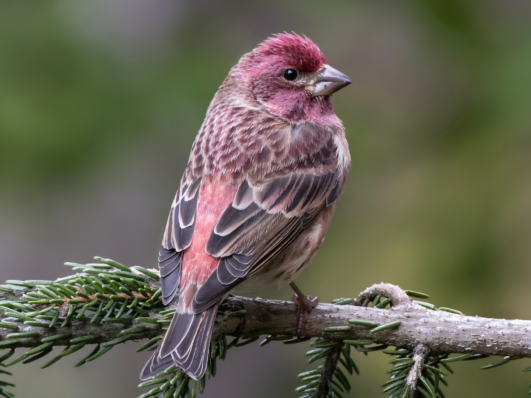 Purple finch