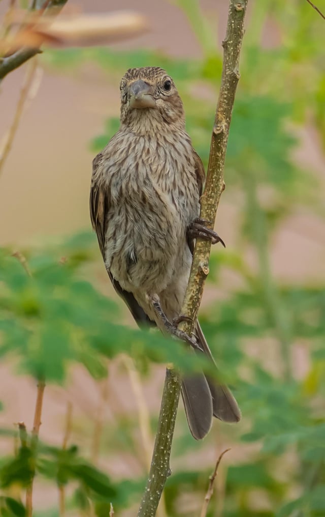 A mockingbird and male and female house finches the male house finches are so beautiful with their red coloring sony arv and sony