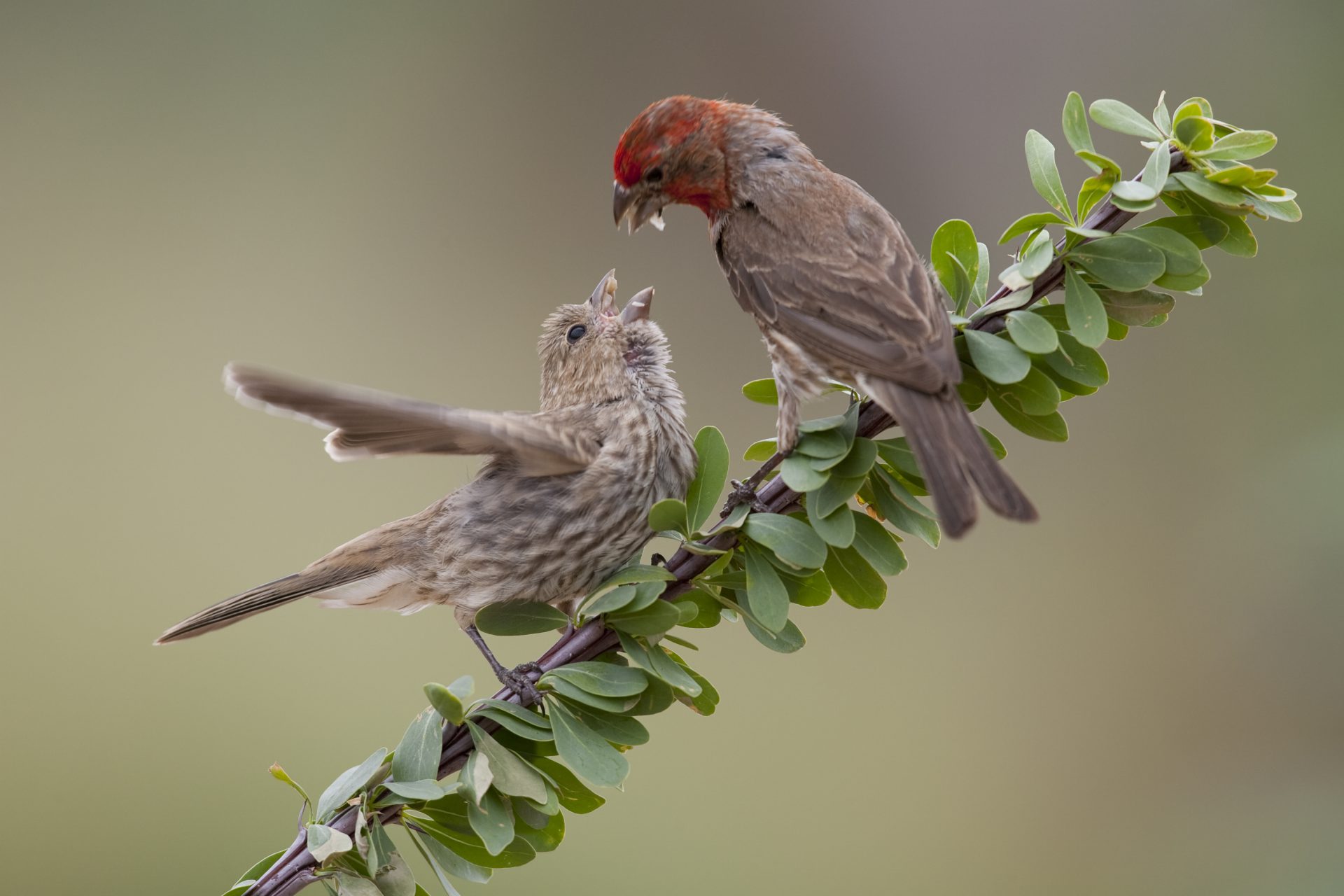 House finches and house sparrows celebrate urban birds