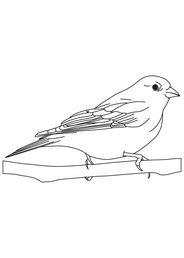 Finch bird coloring sheet download free finch bird coloring sheet for kids best coloring pages