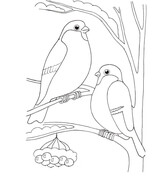 Finches coloring pages free coloring pages