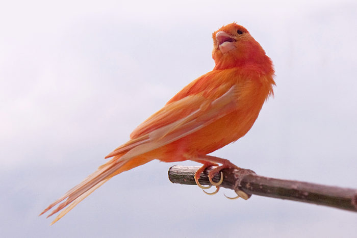 How did cardinals get those bright red feathers â washington university school of in st louis