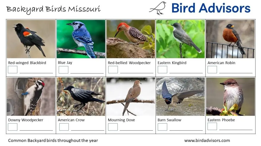 Top backyard birds in missouri free id chart