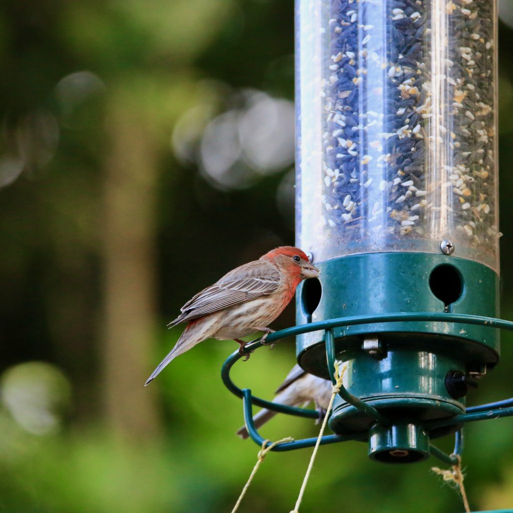 House finch coloring page