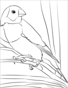 Finches coloring pages free coloring pages