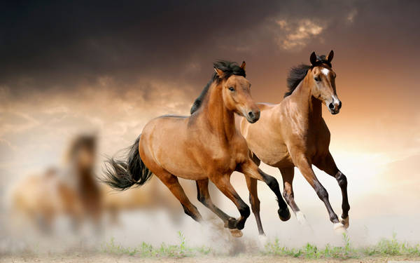 Horse backgrounds for free