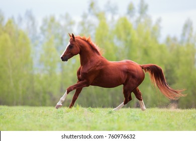 Red horse images stock photos vectors