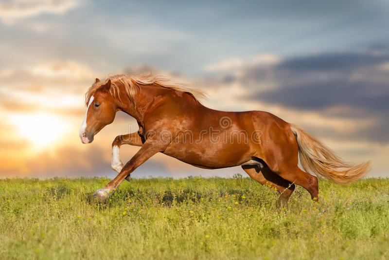 Red horse run stock photos