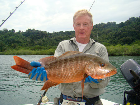 Mangrove snapper