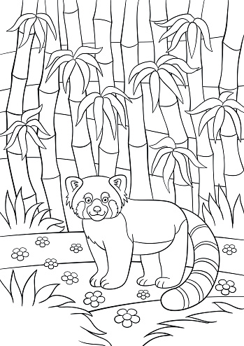 Coloring pages little cute red panda in the forest stock vector royalty