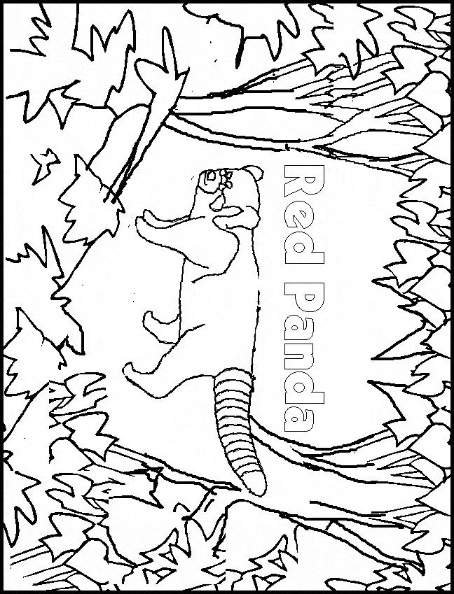 Red panda coloring page