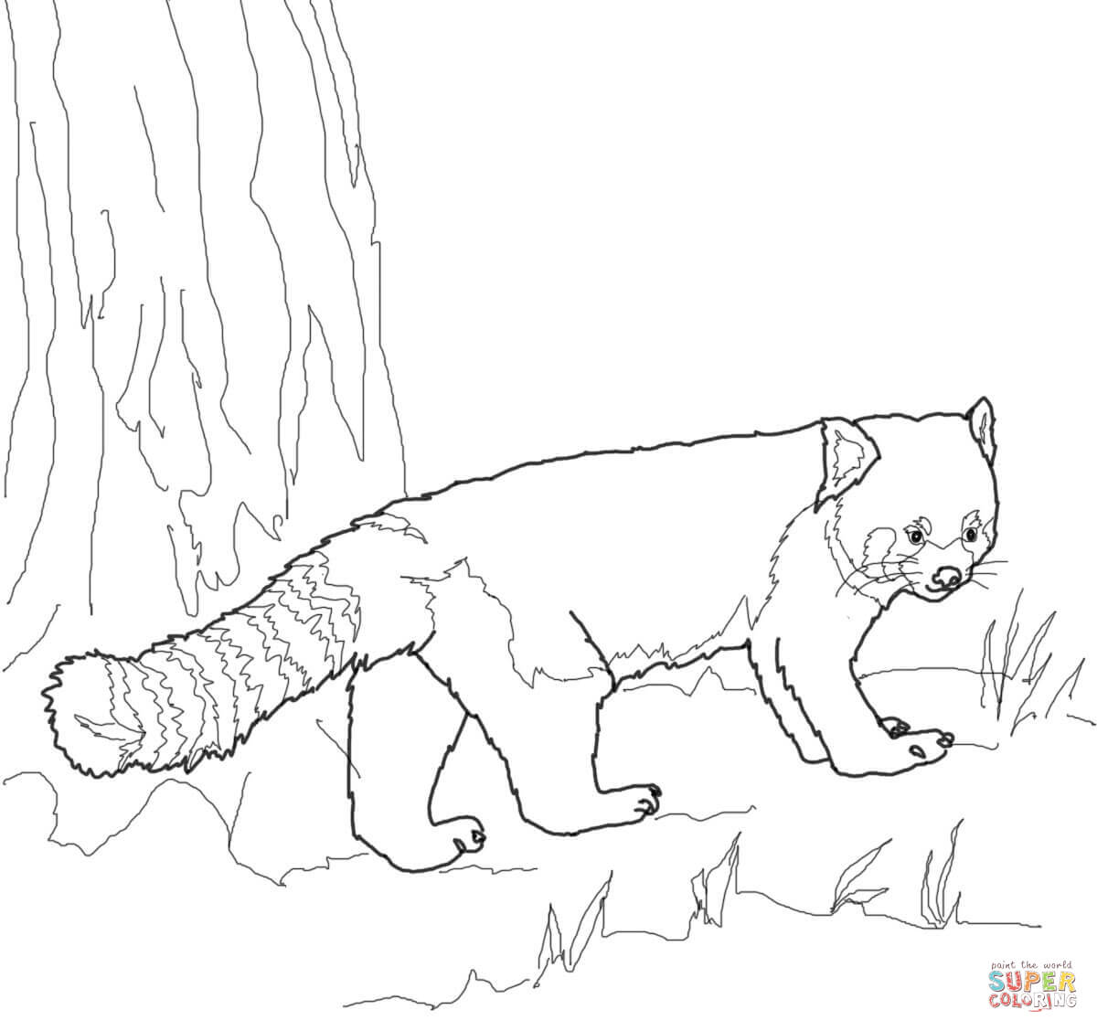 Red panda coloring page free printable coloring pages