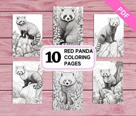 Red panda realistic coloring pages for kids and adults printable pdf pages a instant download greyscale colouring sheets download now