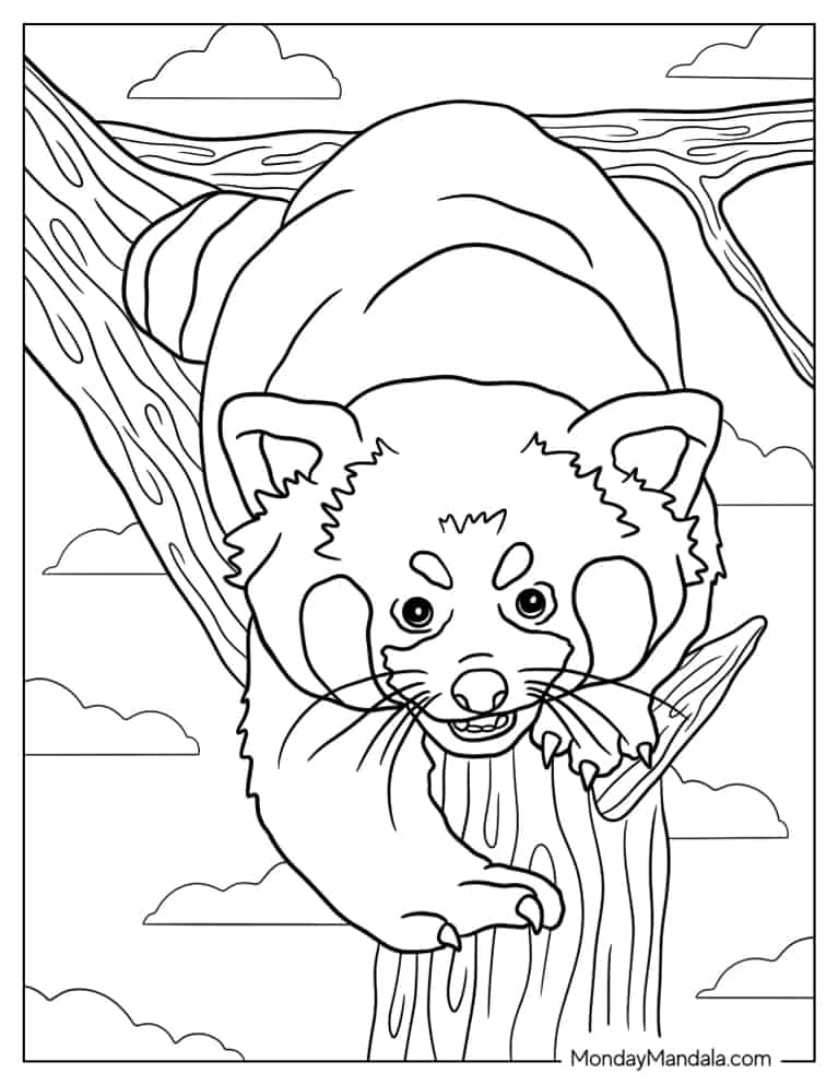 Red panda coloring pages free pdf printables