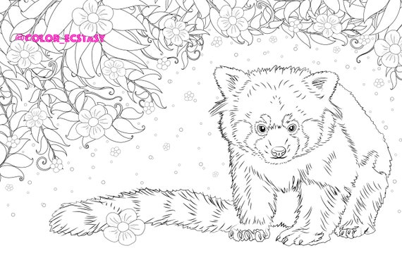 Red panda page coloring book download line drawing illustration coloring page digital download adult coloring pages