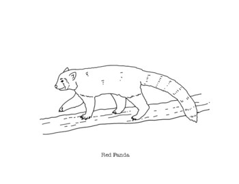 Red panda coloring page by mama draw it tpt