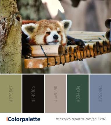 Red panda color palette ideas in