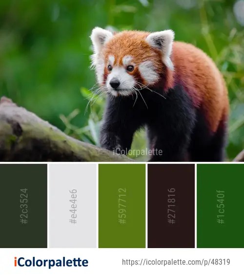 Red panda color palette ideas in