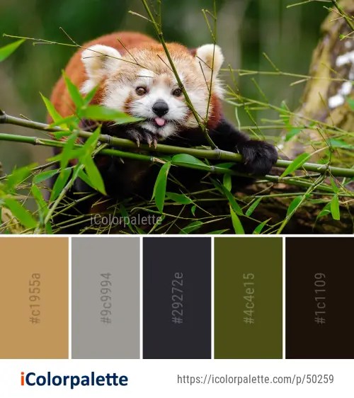 Red panda color palette ideas in