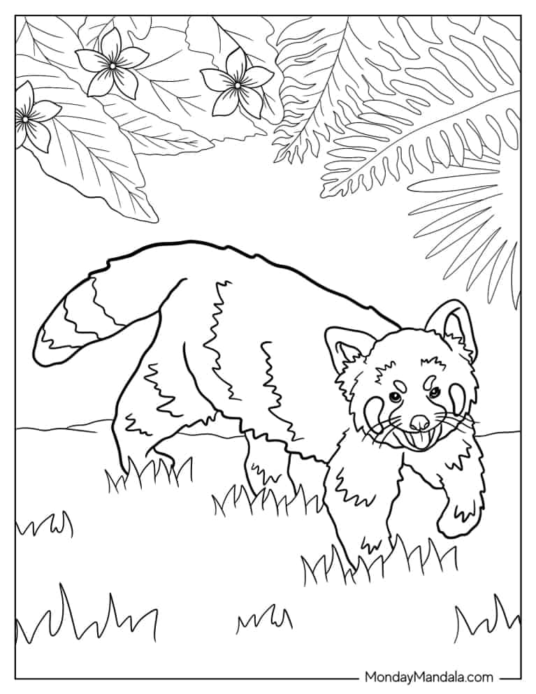 Red panda coloring pages free pdf printables