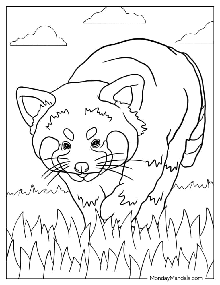 Red panda coloring pages free pdf printables