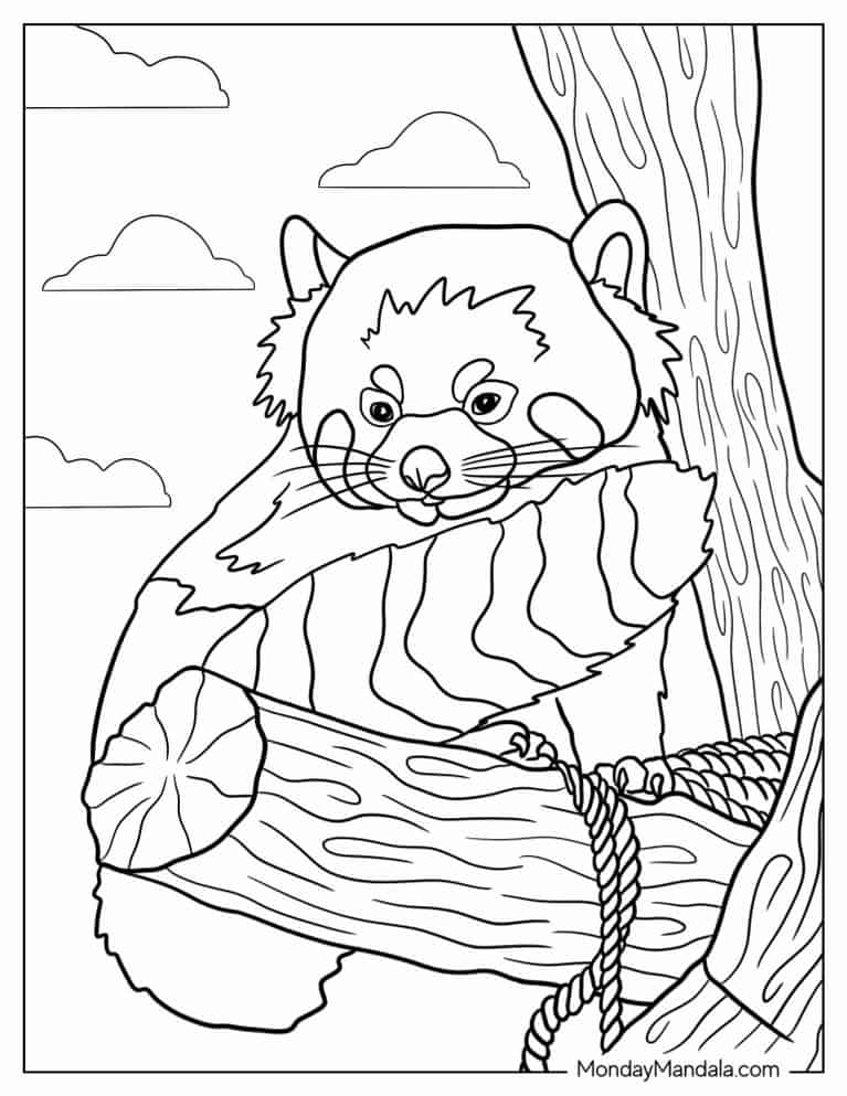 Red panda coloring pages free pdf printables