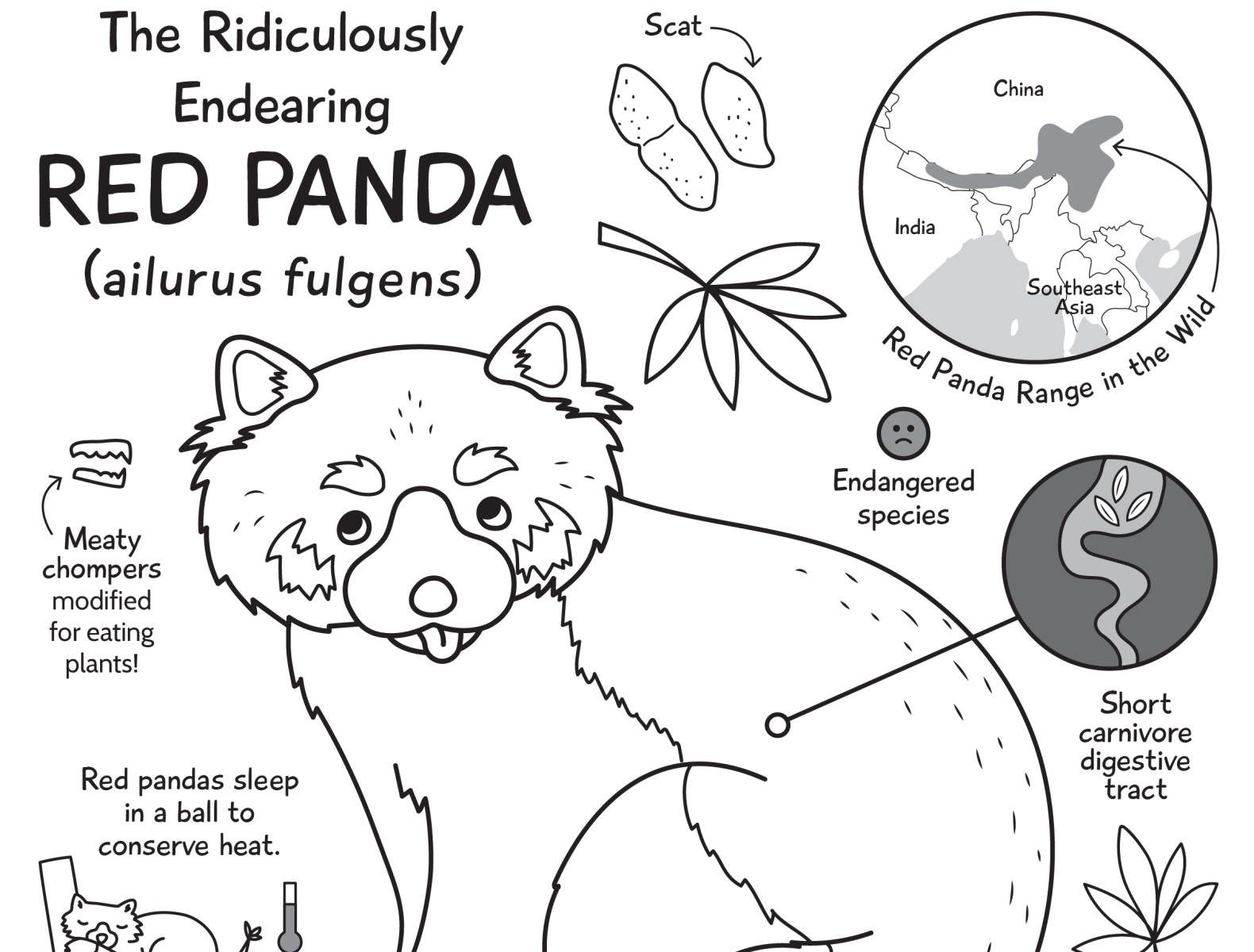 Red panda activity page by sara lynn cramb on