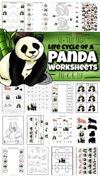 Ð free printable panda worksheets w life cycle and coloring pages