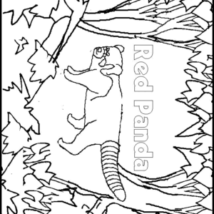 Red panda coloring pages printable for free download