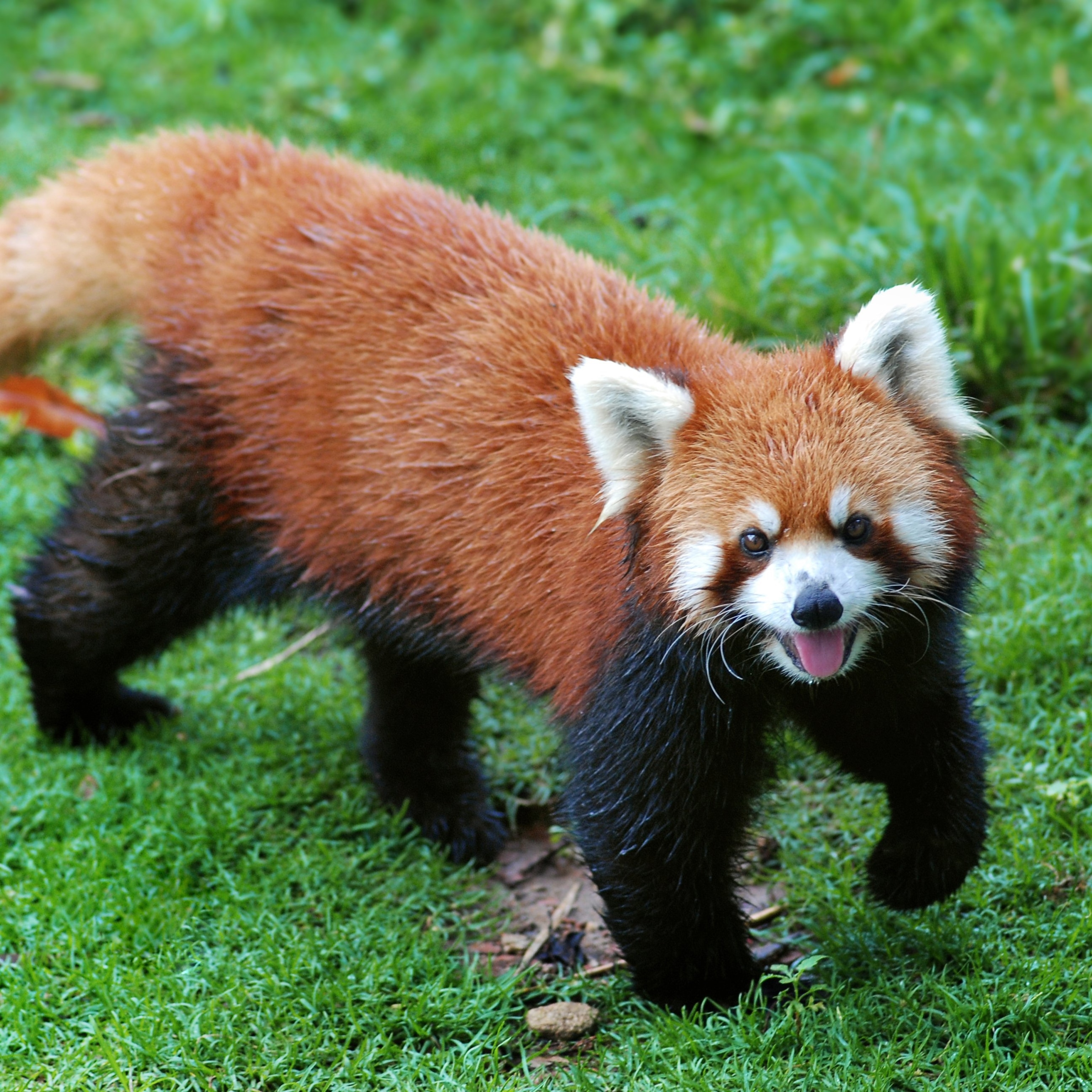 Red panda