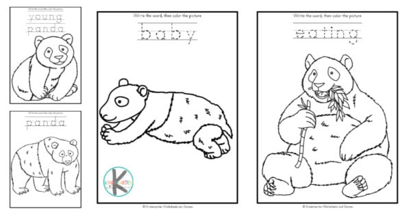 Ð free printable panda worksheets w life cycle and coloring pages