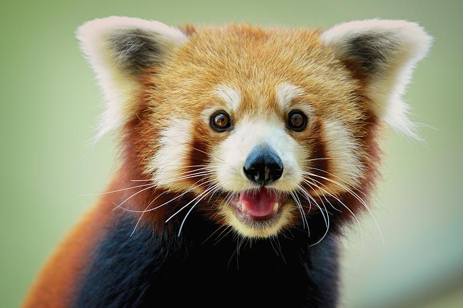 Happy red panda by aaronchengtp photography