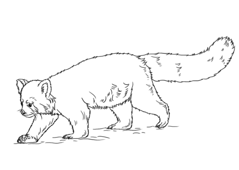 Red panda coloring page free printable coloring pages