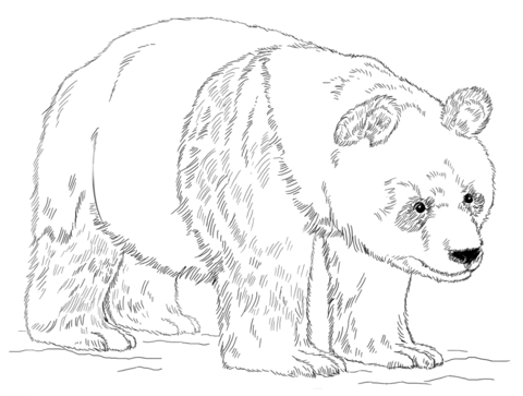 Giant panda bear coloring page free printable coloring pages