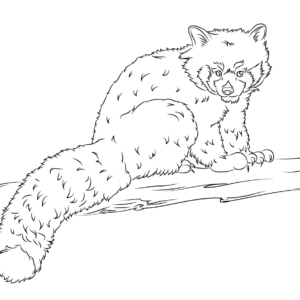 Red panda coloring pages printable for free download