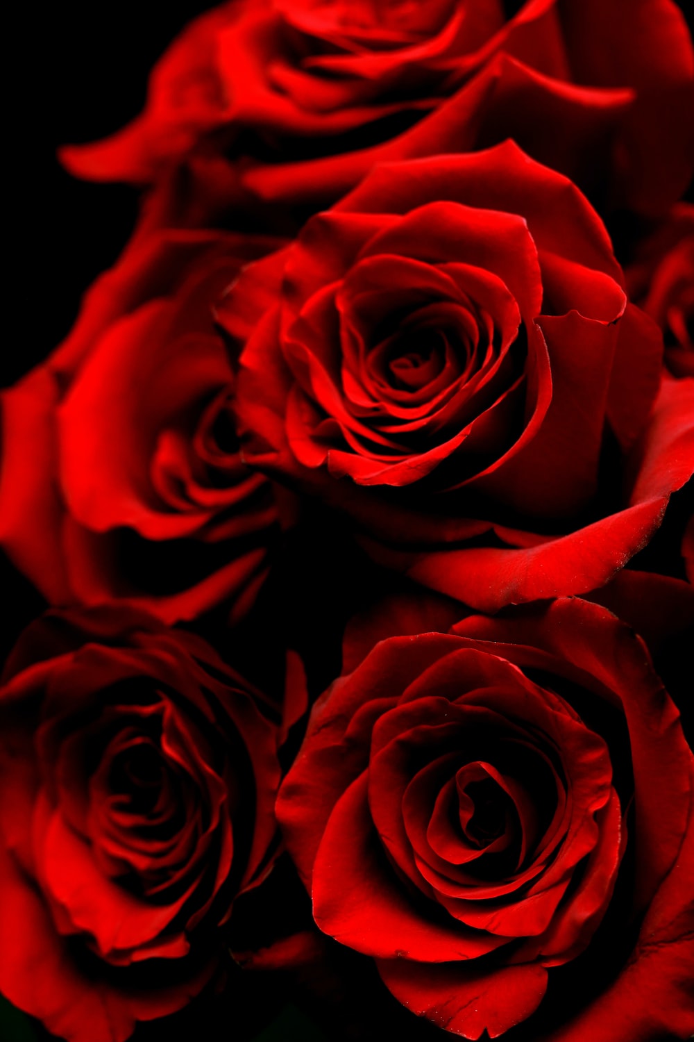 Download red rose images wallpaper Bhmpics