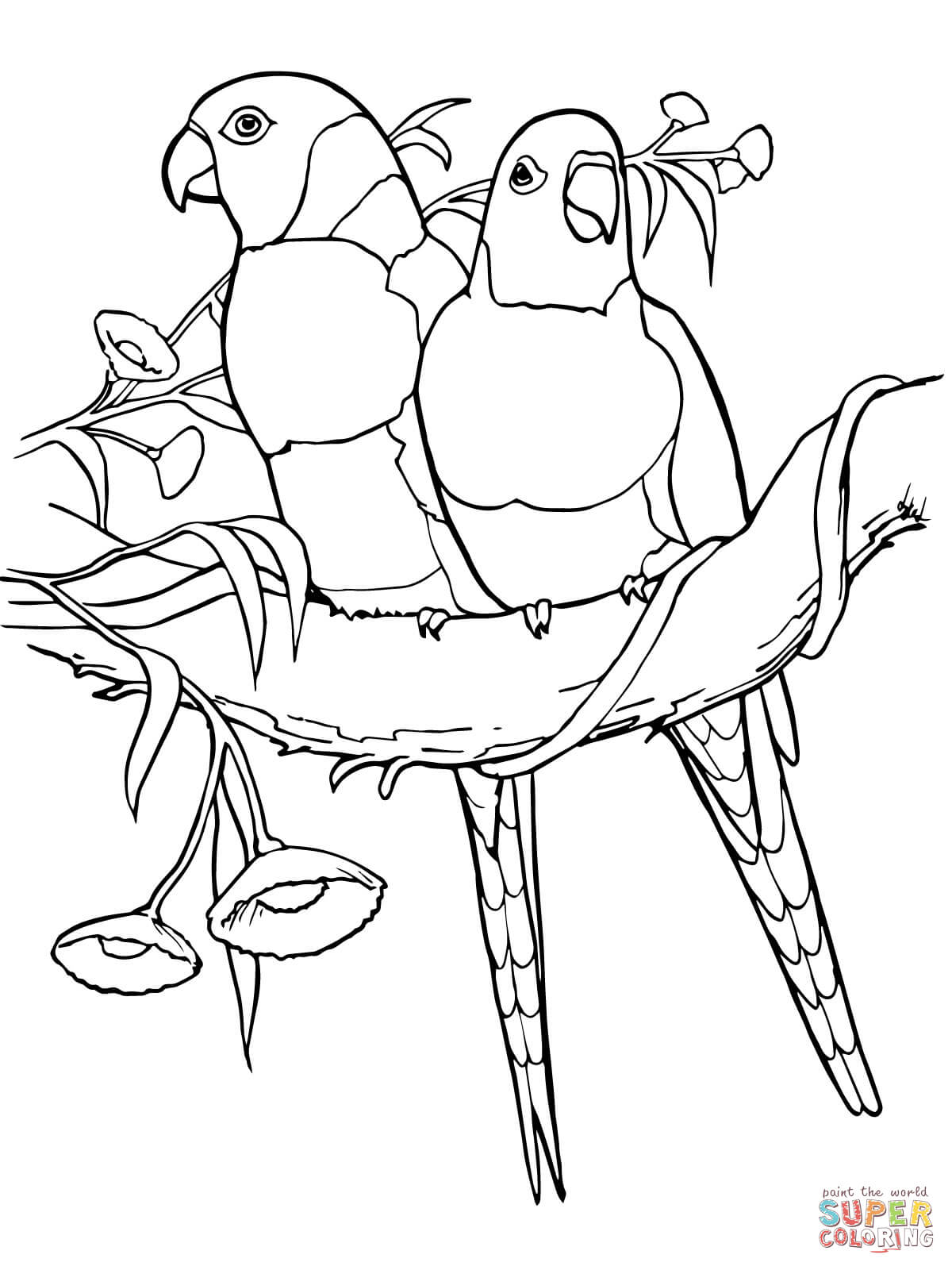 Red collared lorikeets coloring page free printable coloring pages