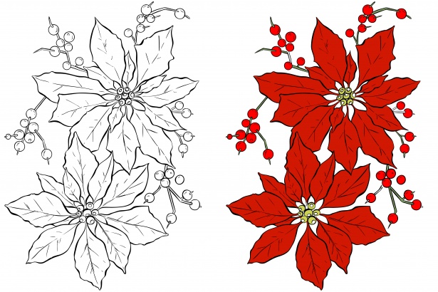 Poinsettia flower coloring page free stock photo