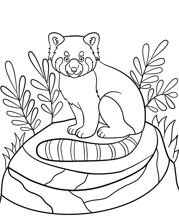 Red panda coloring page animal