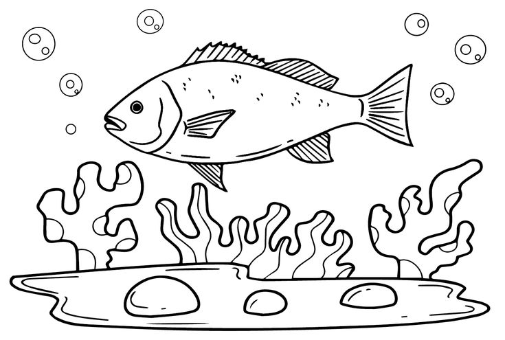 Snapper coloring pages