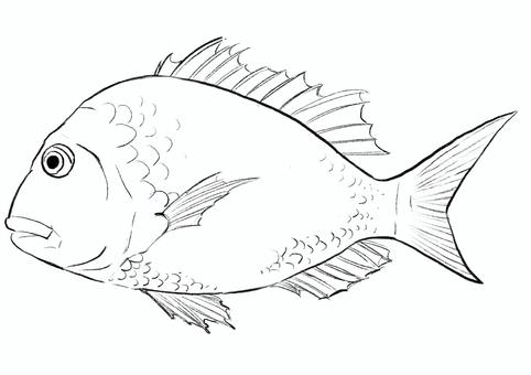Red snapper vectors clipart illustrations for free download