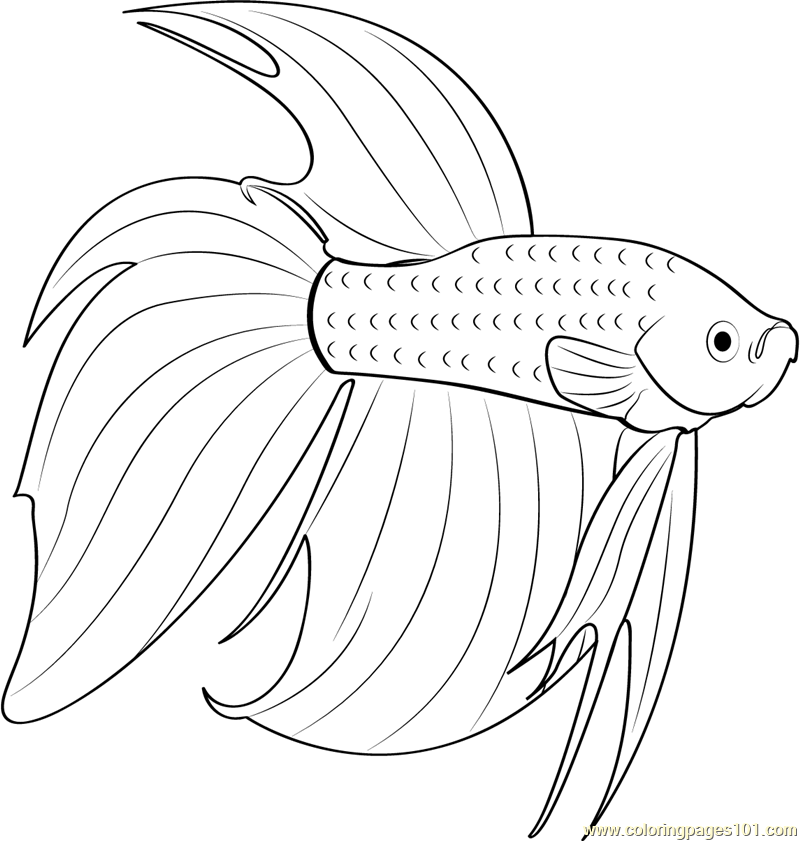 Betta red fish coloring page for kids