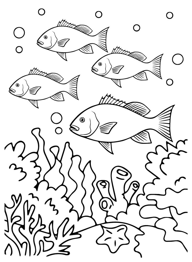 Snapper coloring pages